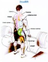 Verbal cues for training